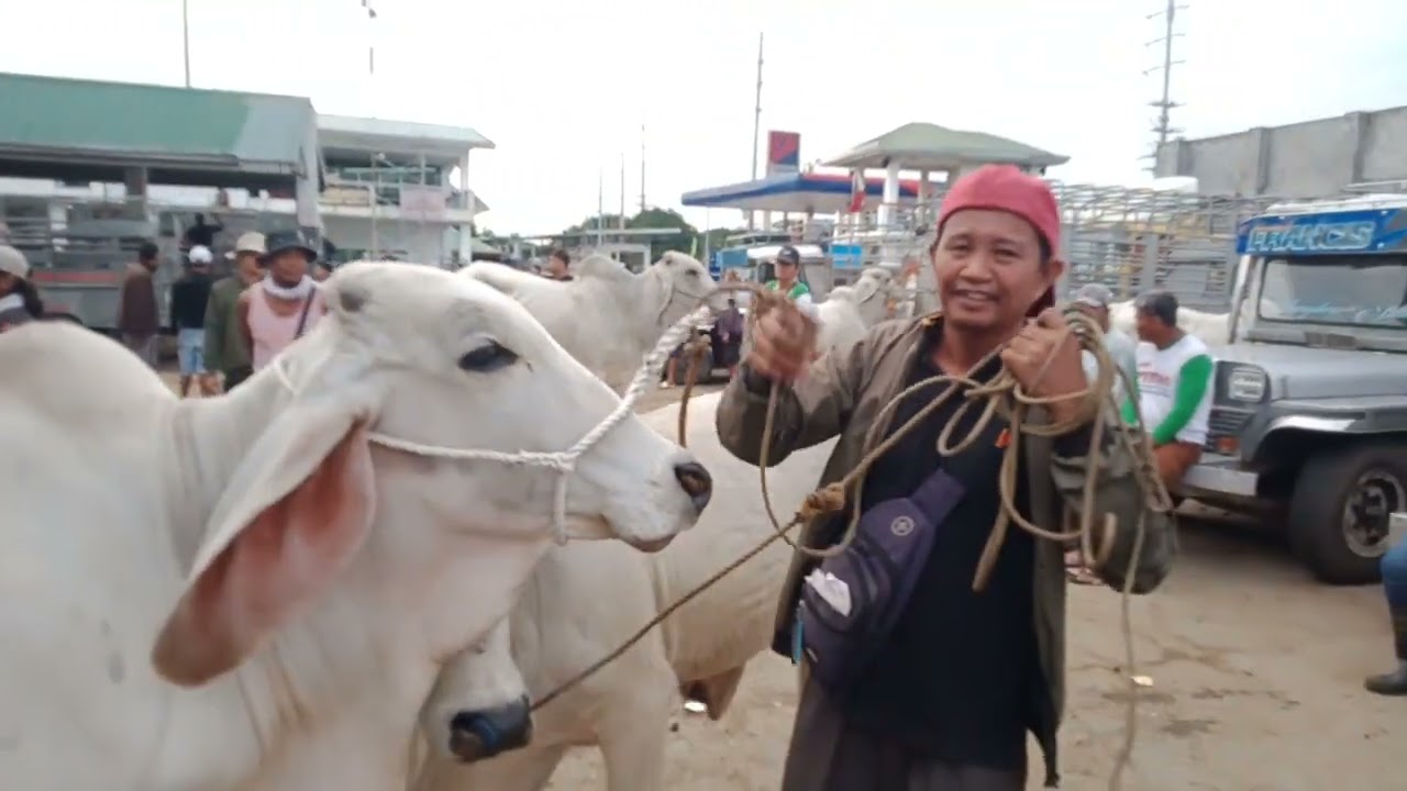 Bakahan.(Dec.5, 2025) #viralvideo #livestock #cattle #cow #bulls 
