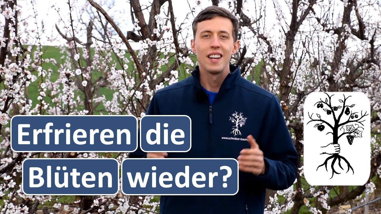 Obstgarten im April - Frostschäden vorbeugen, Blüten ausdünnen, Monilia und Schorf bekämpfen