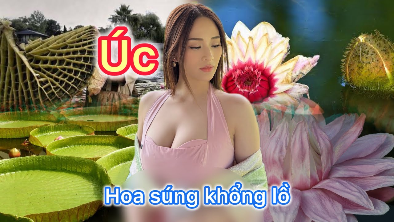 Hồ sen lớn nhất nước Úc | ￼ The LARGEST lotus farm in Australia ￼