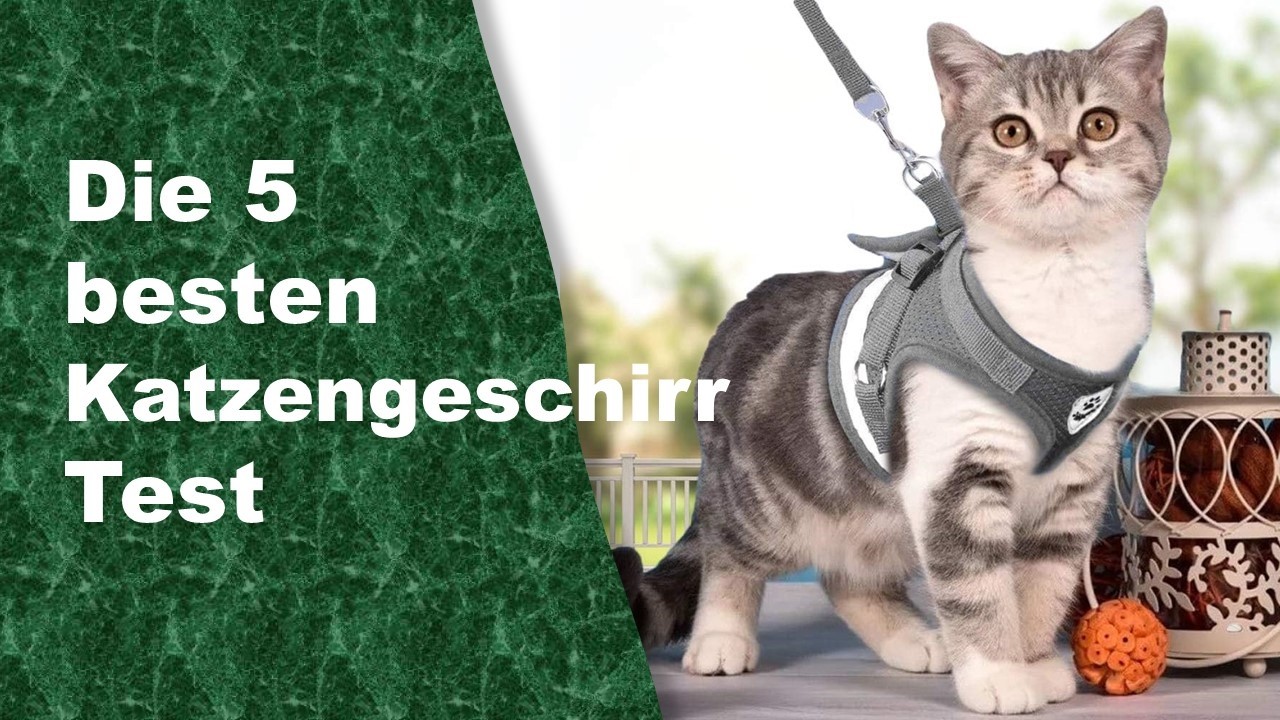 besten Katzengeschirr Test 2026