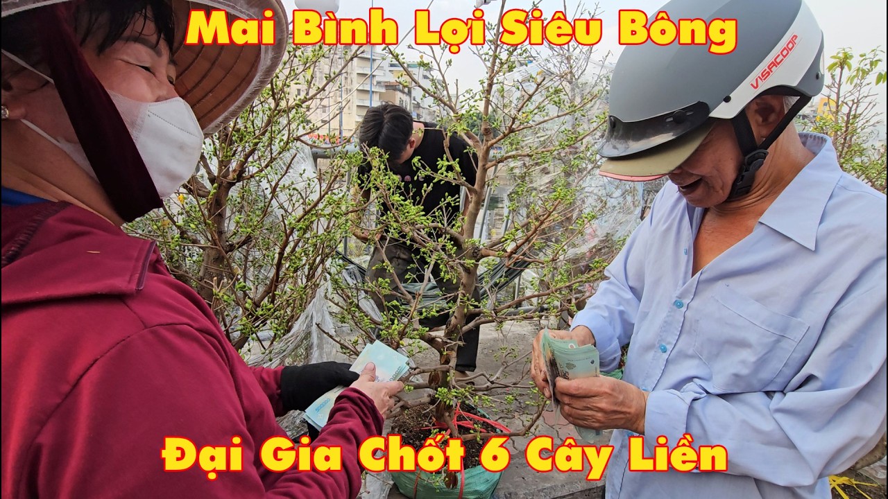 Đại gia chốt liền 6 cây lớn mai bình lợi siêu bông vừa cặp bến Bình Đông