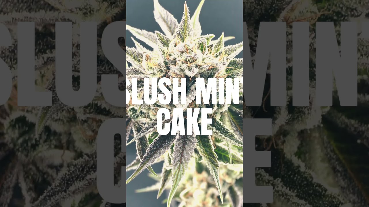 🍁 WHAT A BEAUTY 🍁 Mysterystrain NR 1 ist SLUSH MINT CAKE !!! 🍁 Dutch Passion Exclusive Seed Test