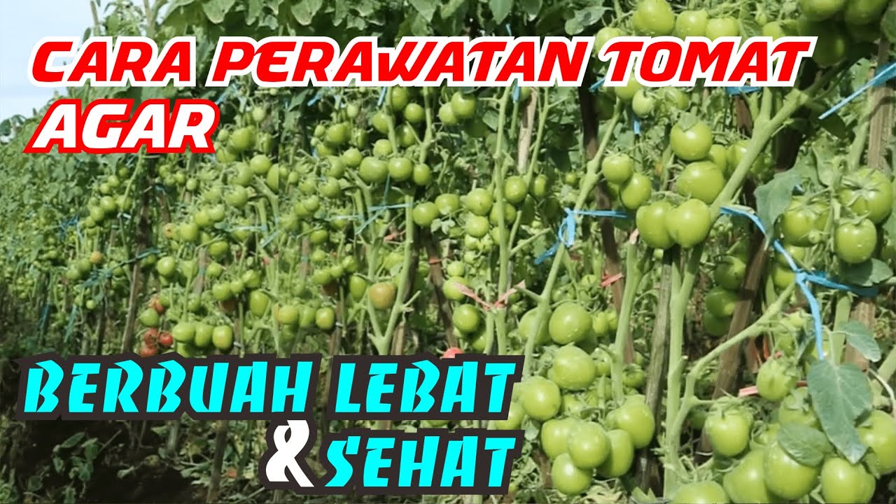 Cara Perawatan Tomat agar Berbuah Lebat dan Sehat