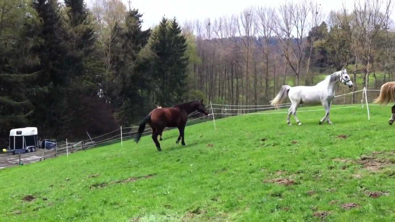 Fangen spielen auf der Pferdeweide
