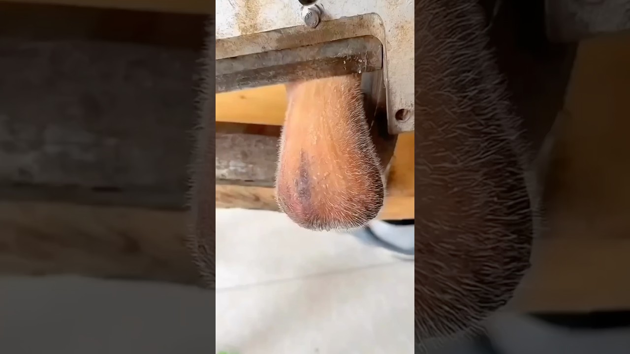 Что такое бархатные рога?