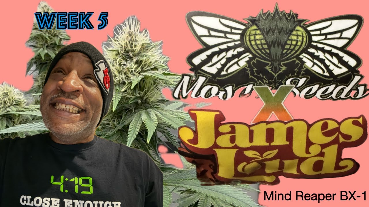 Mind Reaper BX-1 (Week 5) Zerrios/Raspberry Boogie X Raspberry Boogie
