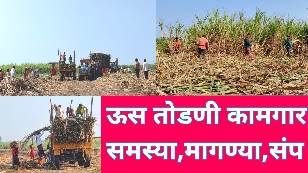 ऊस तोडणी कामगार समस्या व मागण्या/ Sugarcane Harvesting Labour Problems India.