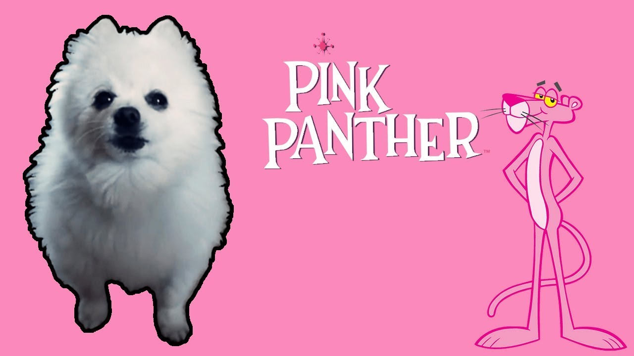 PANTERA COR DE ROSA em CACHORRÊS