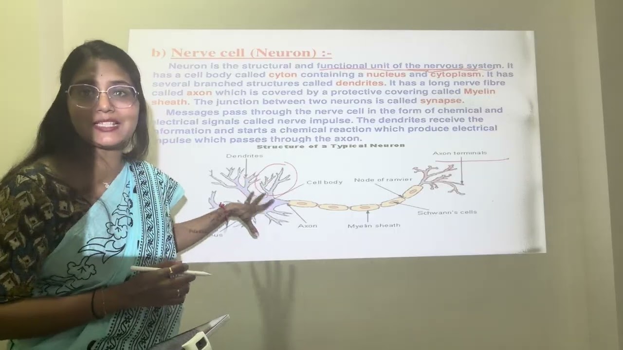 10th CBSE | Biology Chapter - 6 Control and coordination| Rapid Revision |🎯