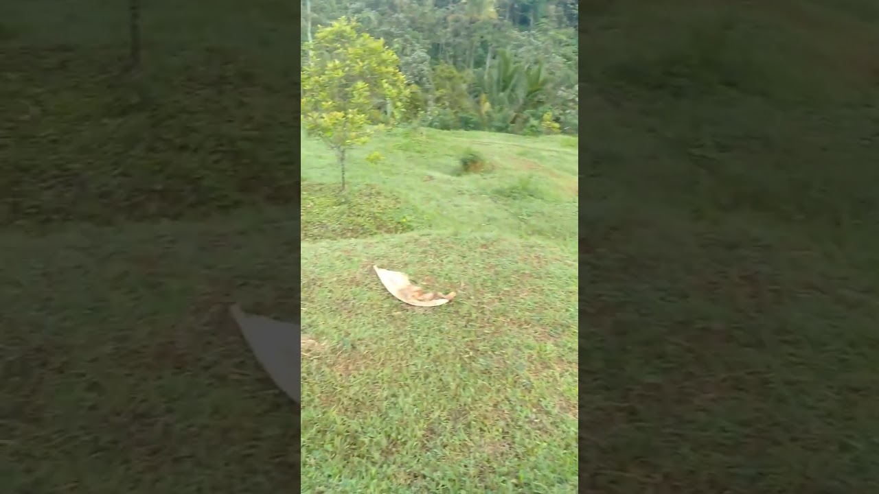 Lahan kosong yg dikuasai HGU yang sebenarnya bisa dikerjasamakan dengan masyarakat setempat