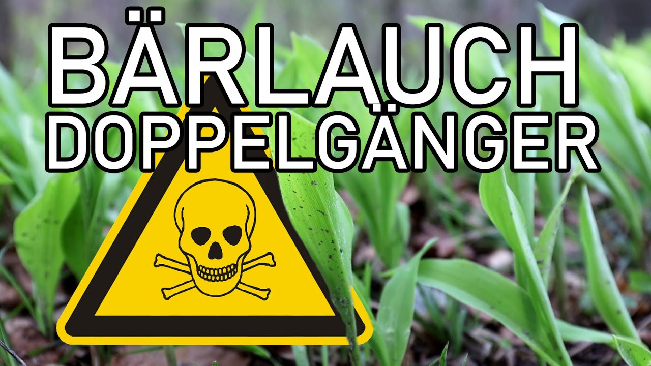 Bärlauch sammeln und bestimmen - Maiglöckchen Herbstzeitlose und andere gefährliche Doppelgänger.