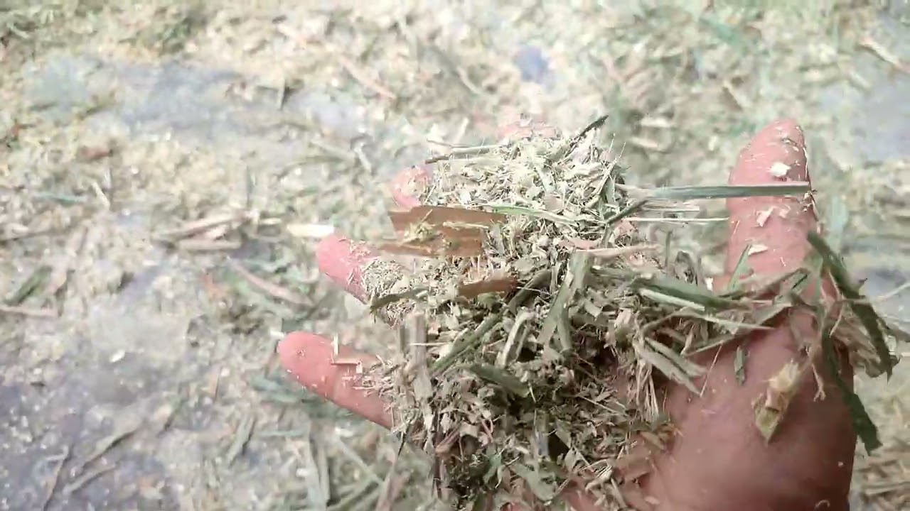 membuat hay rumput odot
