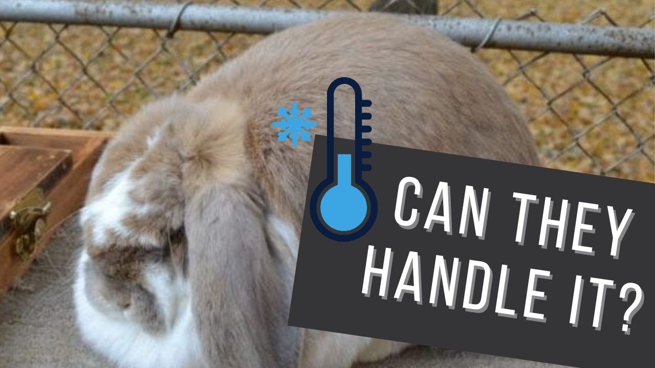 How Cold Can Rabbits Tolerate? - Quick tips to help them stay warm