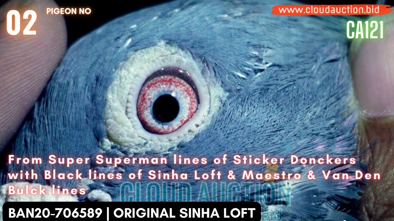 BAN20-706589 C | Super Superman lines of Sticker Donckers with Black lines of 'Sinha Loft'!!!