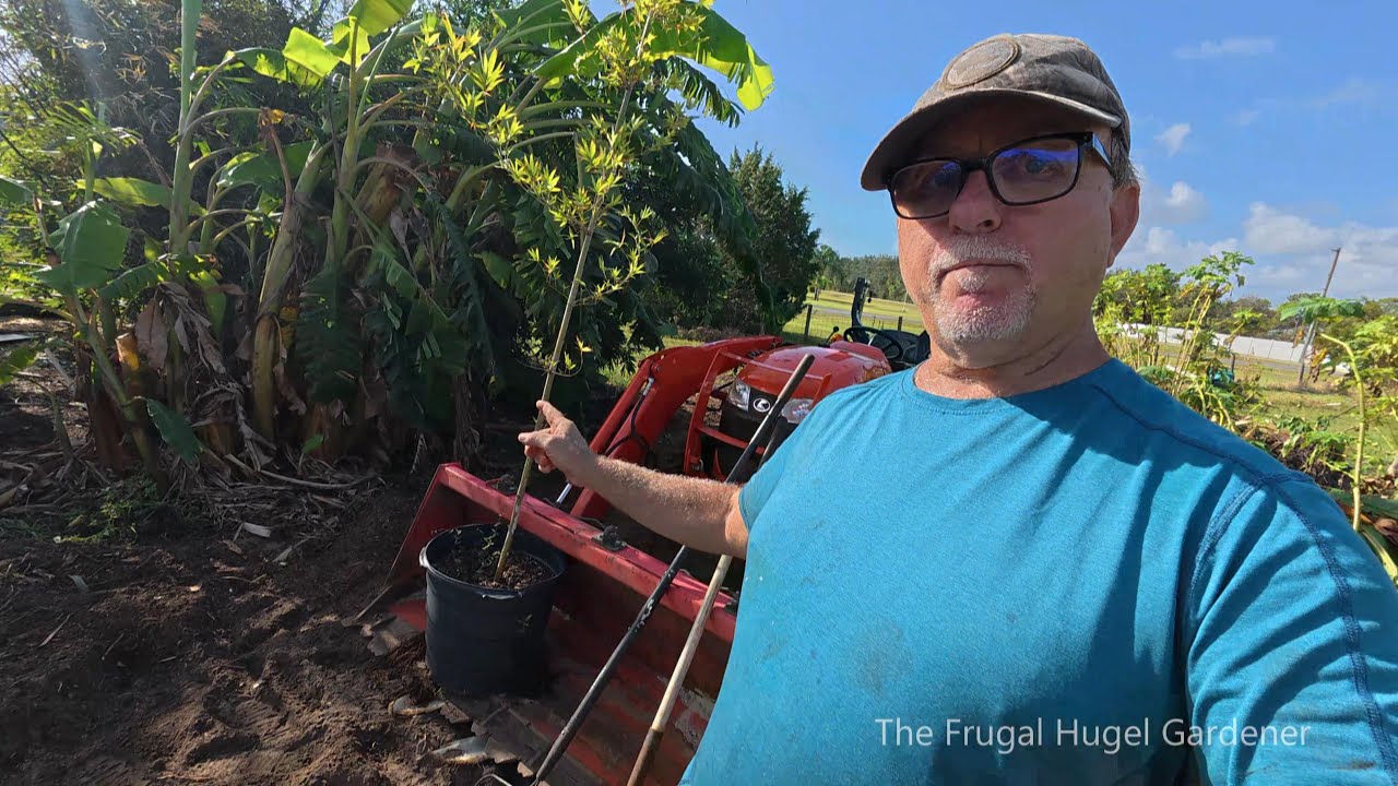 Removing Banana Plants and Replacing with Bamboo Plants after the Hurricane