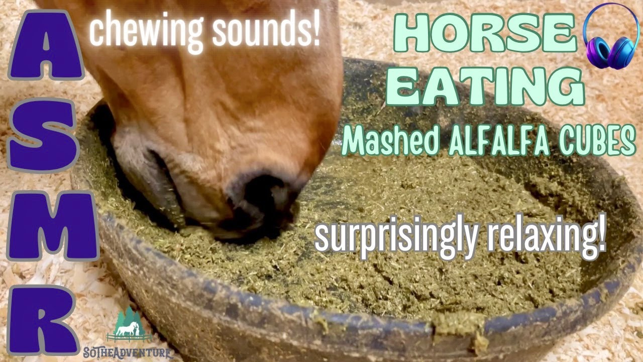 Horse Eating ASMR SOFT SOUPY Mashed Alfalfa Cubes😋 Relaxing Chewing Sounds Of Feeding A Horse🐴🎧