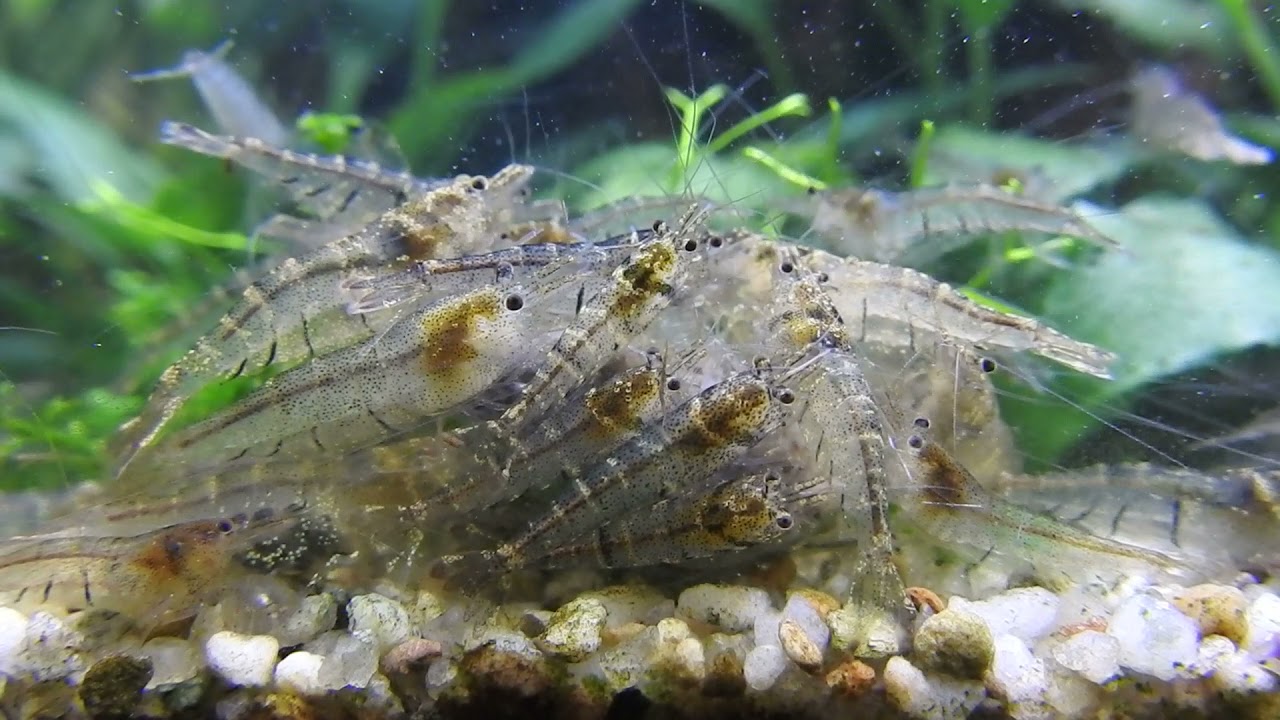 Malawa Shrimp,Caridina pareparensis parvidentata, Feeding Frenzy!