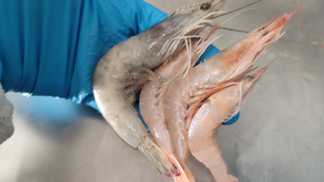 Diferenciar entre langostinos y gambas