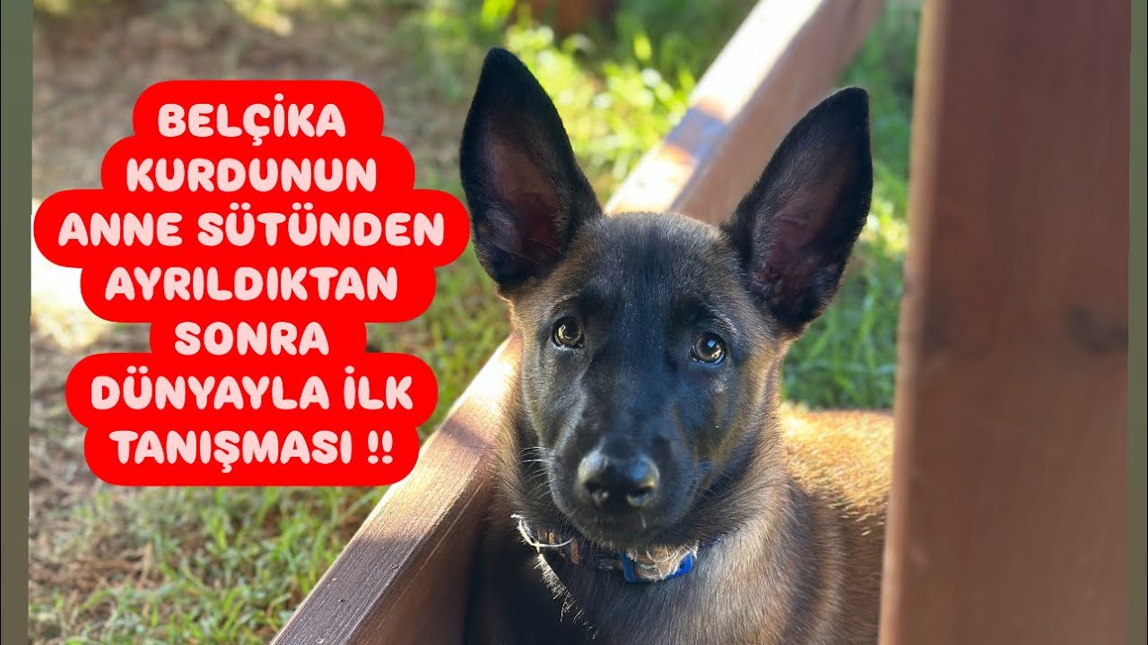 KÖPEĞİNİZİN İLK BANYOSU NASIL OLUR⁉️#belçikakurdu #eyüpdoğan #eydog #malinois #malinoiskrallığı