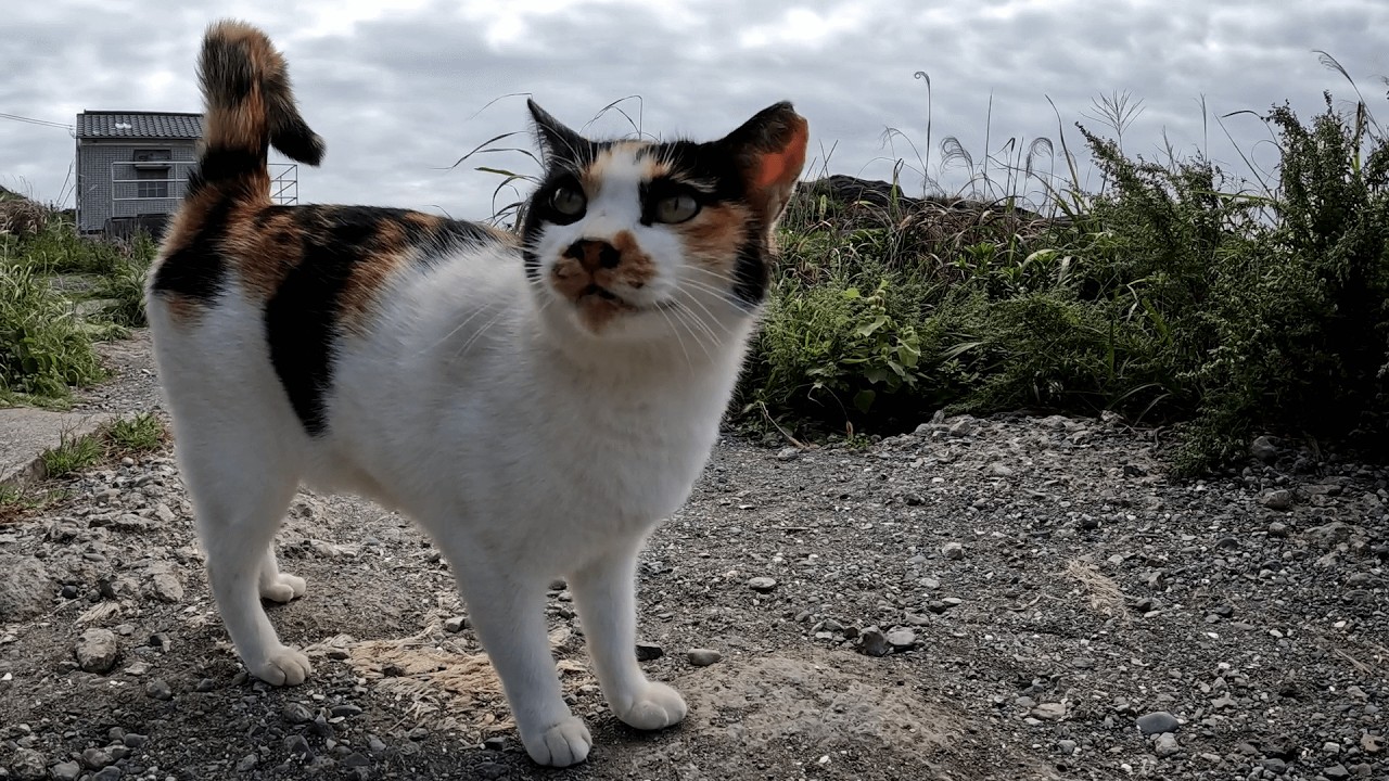 城ヶ島　おやつによるご機嫌取りなど無用なほどに人懐っこい三毛猫がウニャウニャ呟きながら甘えてきた