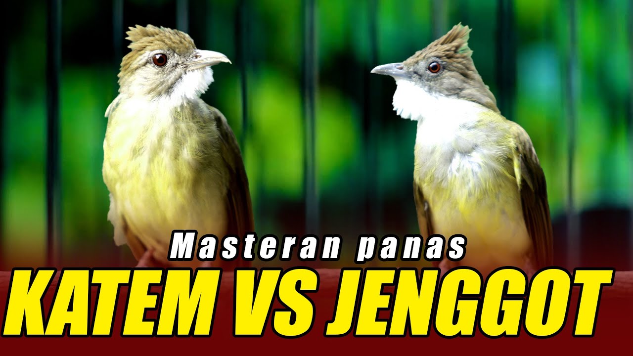 MASTERAN KAPAS TEMBAK VS CUCAK JENGGOT GACOR TEMBAKAN RAPET