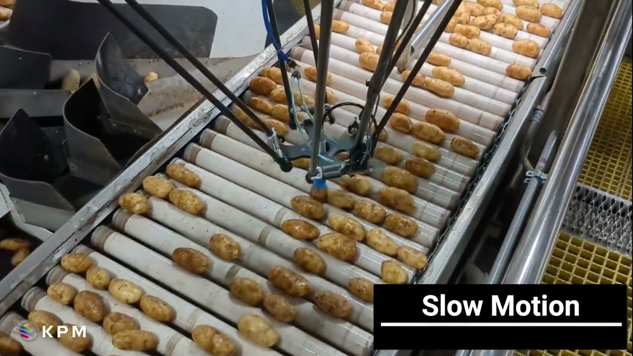 Artificial Intelligence & Food Processing Robots