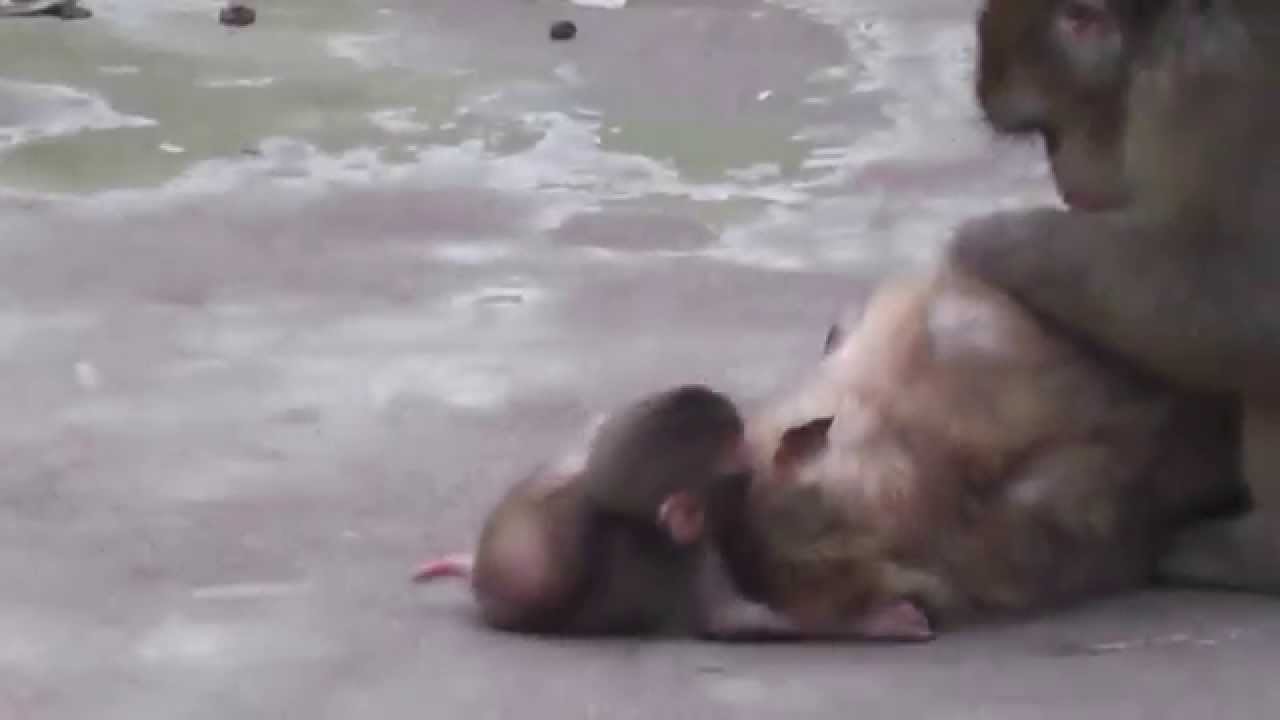 Baby Monkey 15days old. ニホンザルの赤ちゃん生後15日目⑦（釧路動物園）