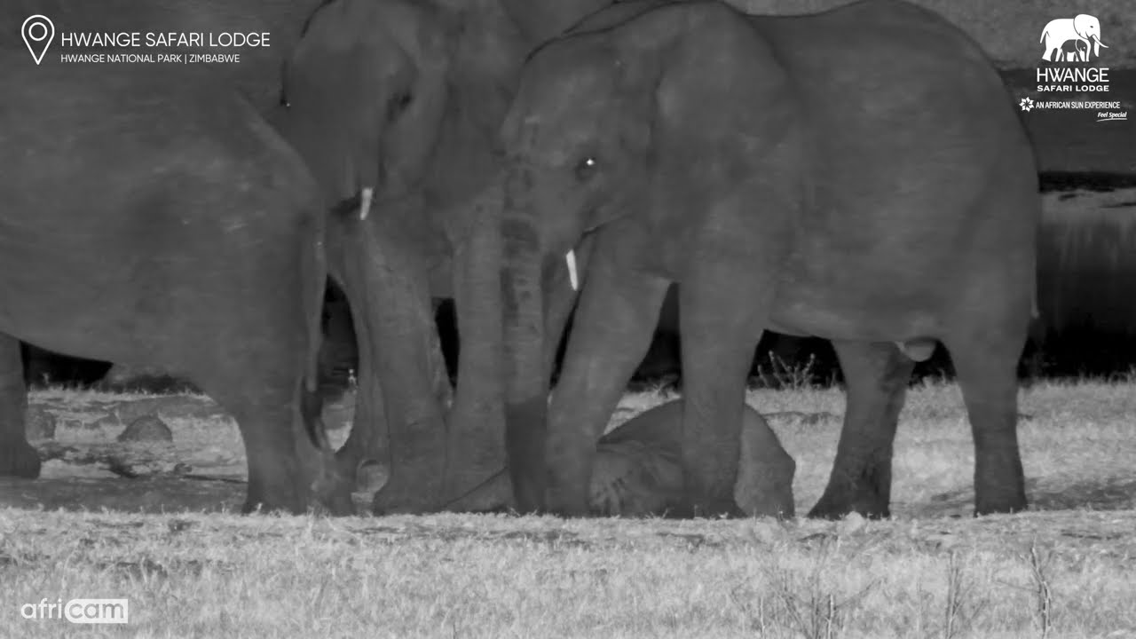 Cheeky Elephant Puts Foot on Sleeping Calf’s Head