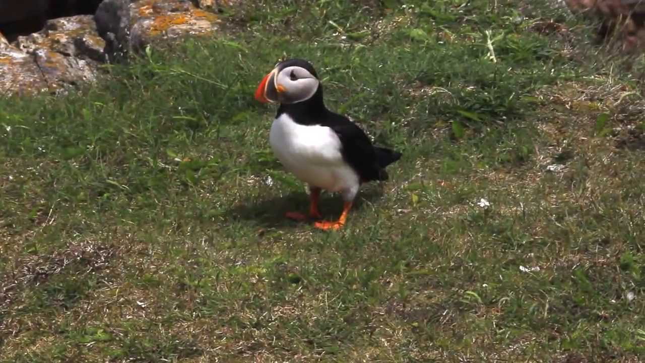 Puffin walk