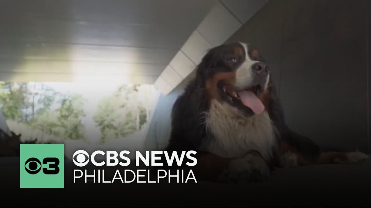 How dogs determine who their favorite family member is | Pet Project