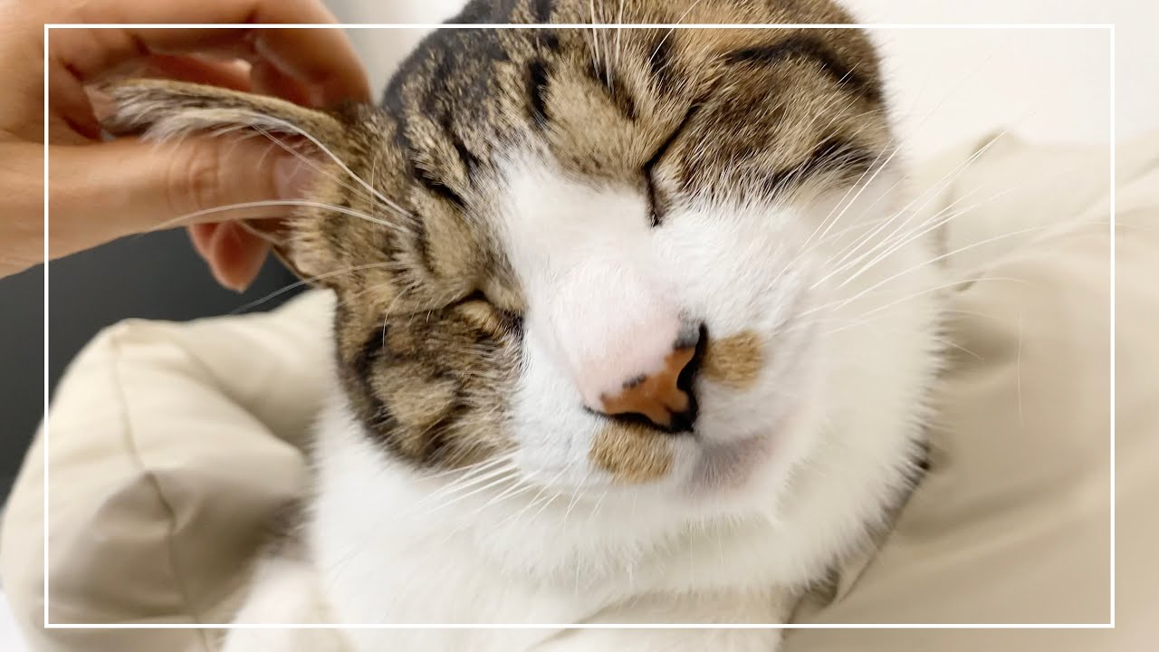 猫を撫でた瞬間からゴロゴロが止まらなくなっちゃいました【4K猫動画】