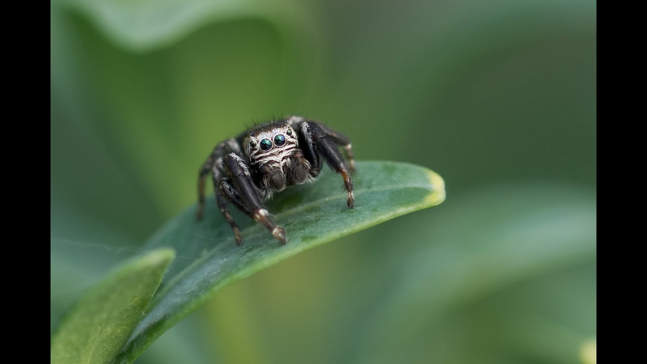 The Jumping Spider - Salticidae