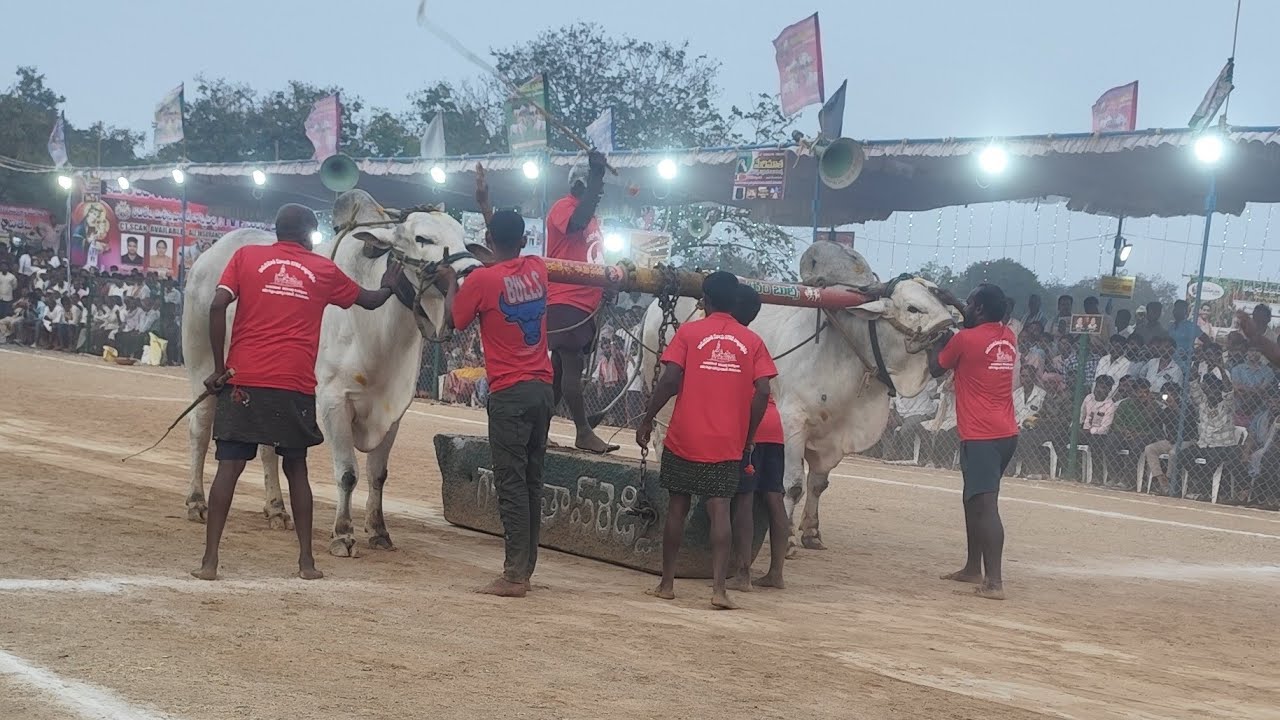 రెంటచింతల సీనియర్స్ బీరం బుల్స్ సుబ్రహ్మణ్యేశ్వర రెడ్డి & కొండారెడ్డి (రామన్ దేవుడు గిత్త)