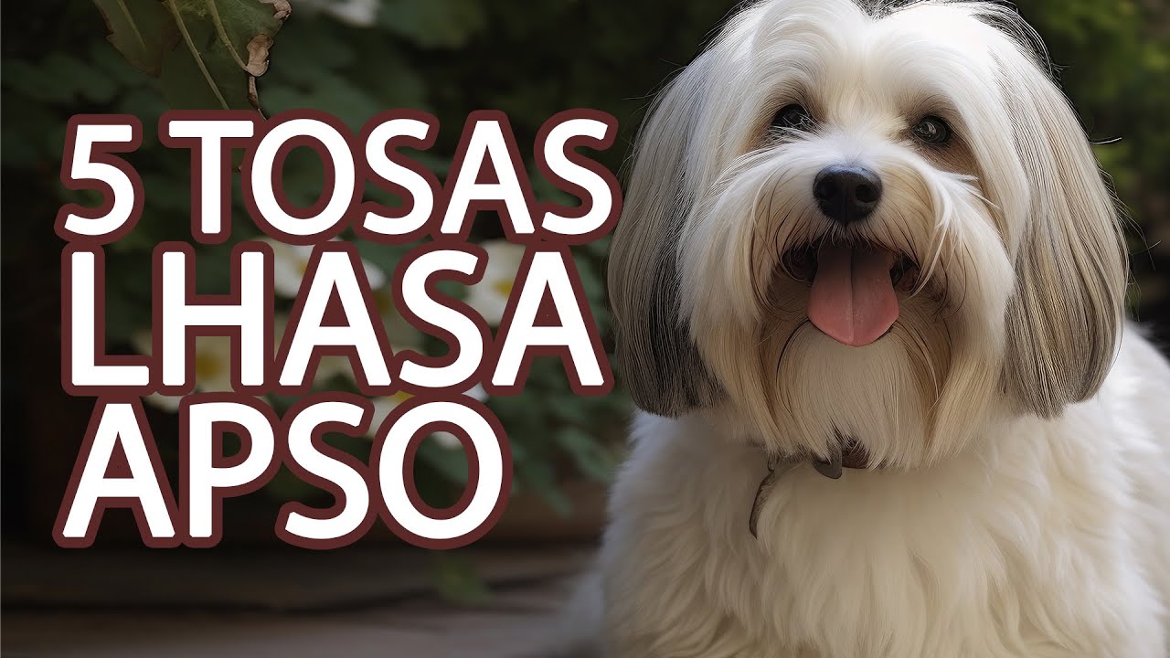 5 Melhores Tosas para Lhasa Apso: Guia Completo (Ju Almeida Pet)