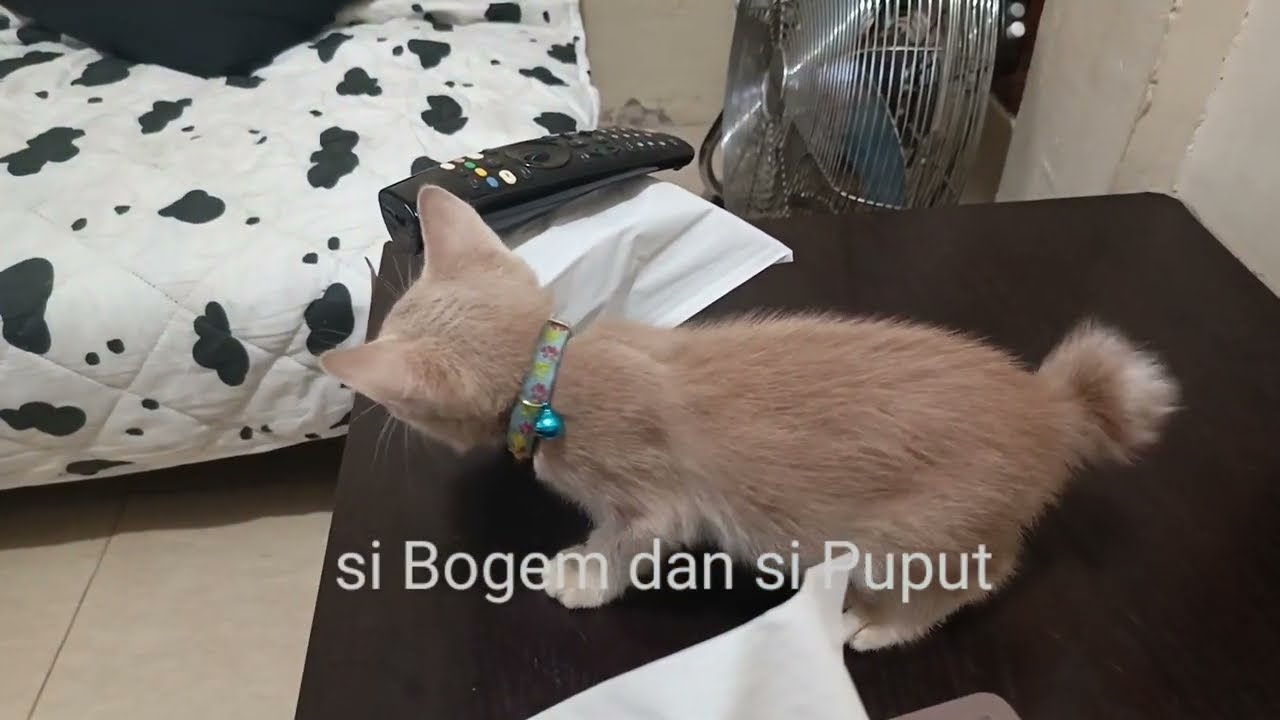 OYEN RANDOM #sioyen #catlover #cat #kucingkampung #kucingjalanan #kucinglucu #kucing
