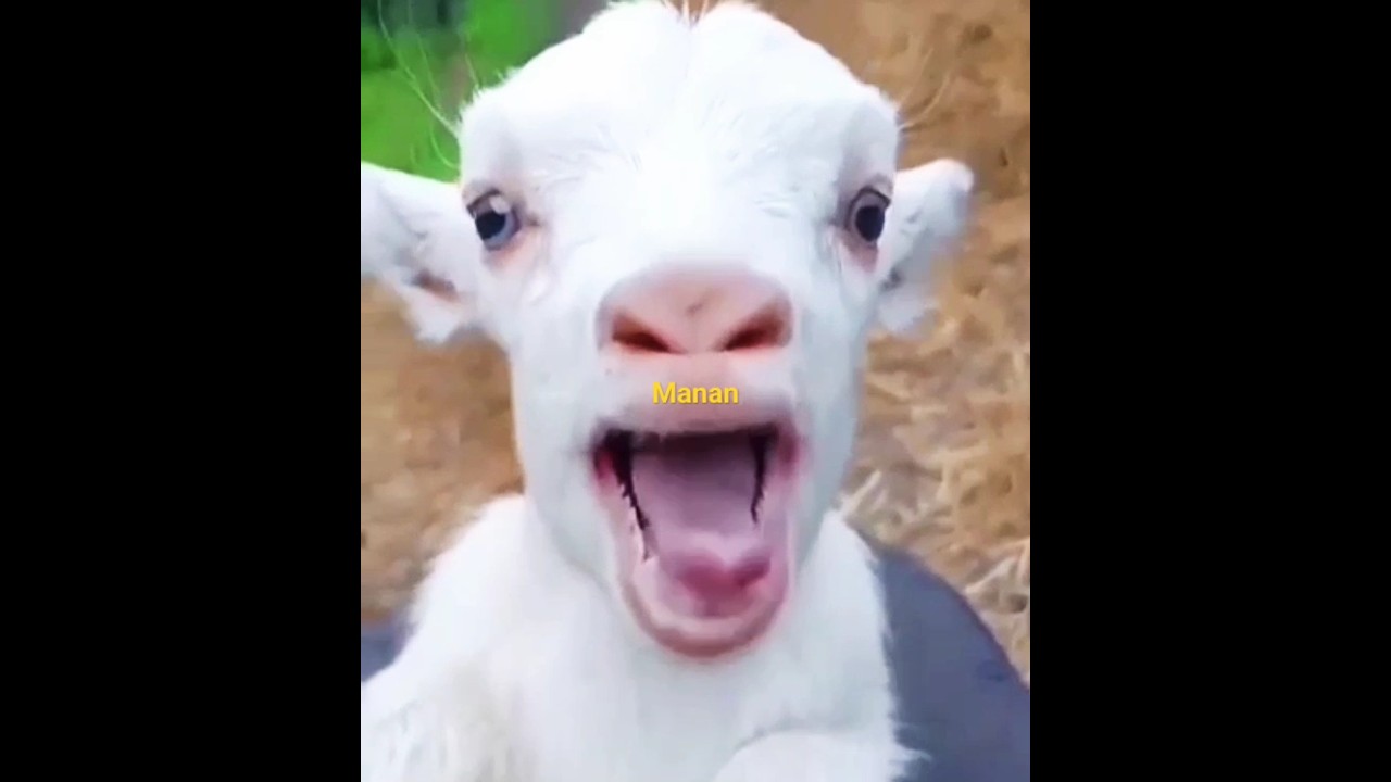 funny Manan#youtubeshorts #animal #funny #viralvideoshorts