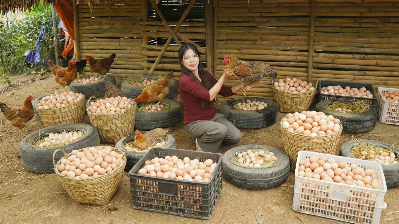 Harvesting 1000+ Chicken Eggs from Nests, Go to Market Sell — Poultry Farm in Beautiful Countryside