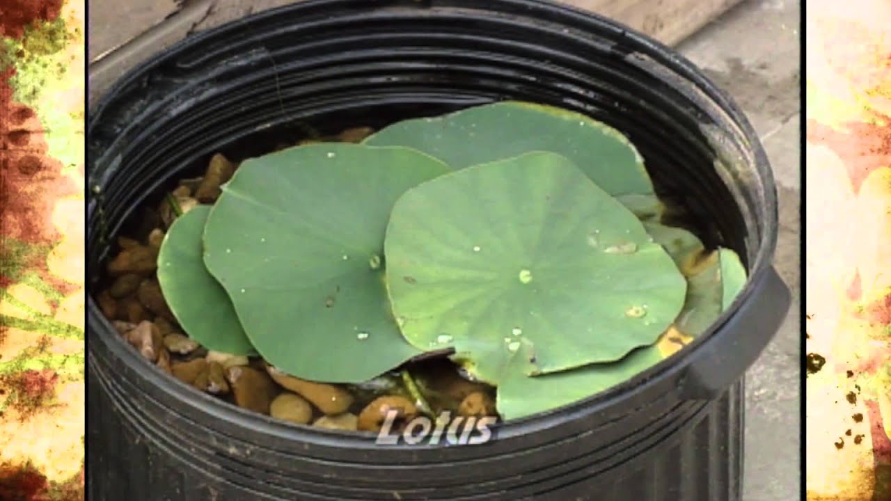 Aquatic Plants suitable for Oklahoma Water Gardens