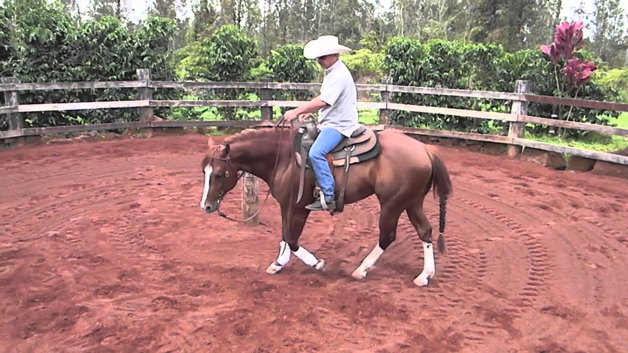 Neck Reining Tutorial