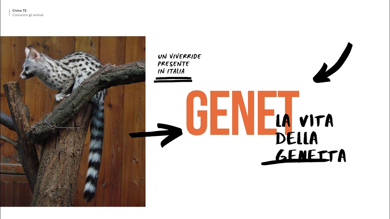 Genetta: alla scoperta di questo animale presente anche in Italia
