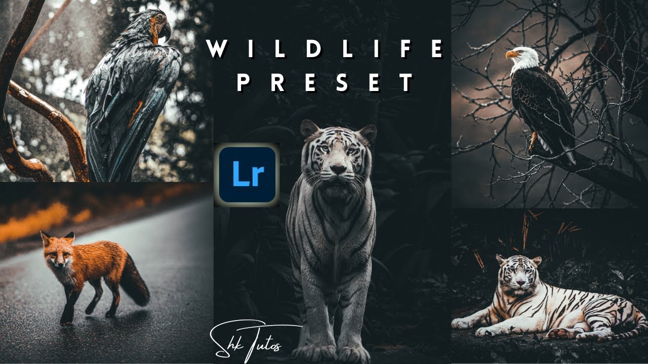 Adobe Lightroom Preset For Wildlife Photographs | Free Preset + DNG file