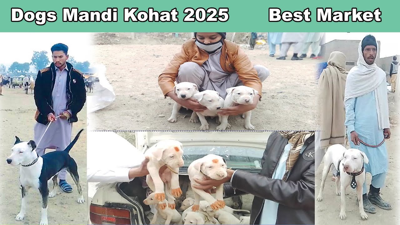 Biggest Dog Market in Asia Latest Update 2025 | Mubashir info | MH HUNTER
