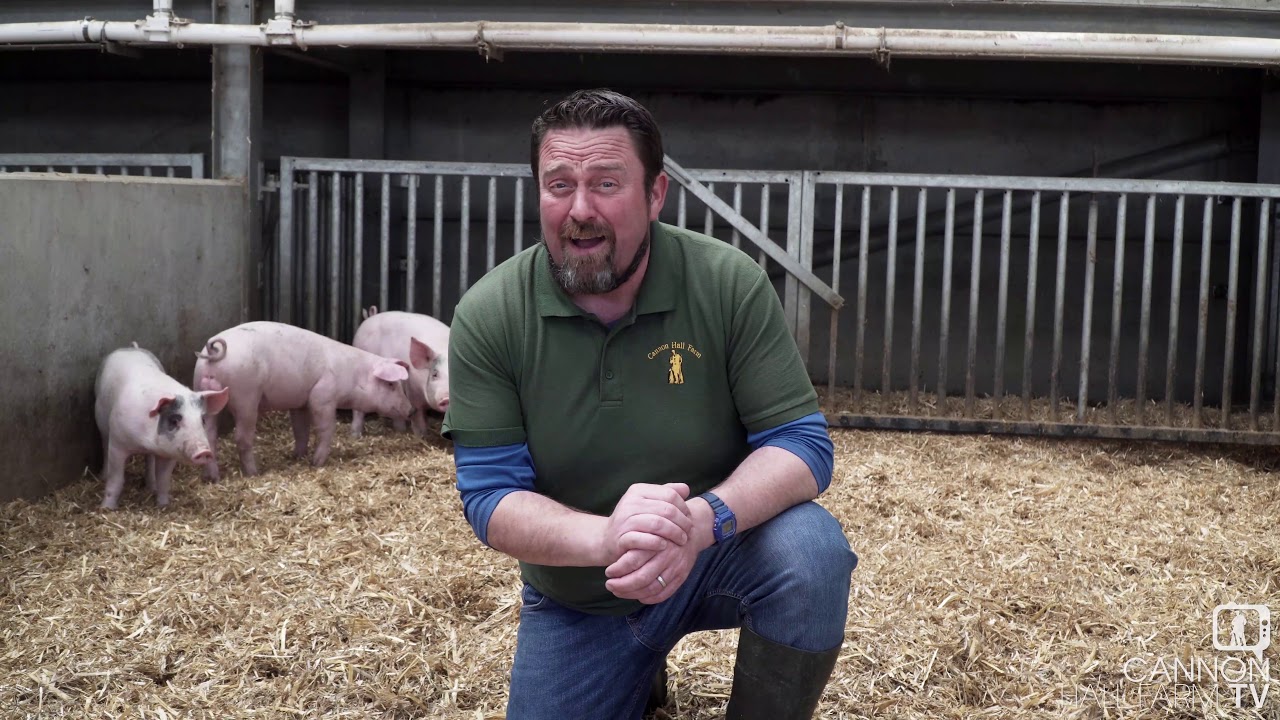 ** JUST FOR KIDS - ALL ABOUT PIGS! ** Cannon Hall Farm