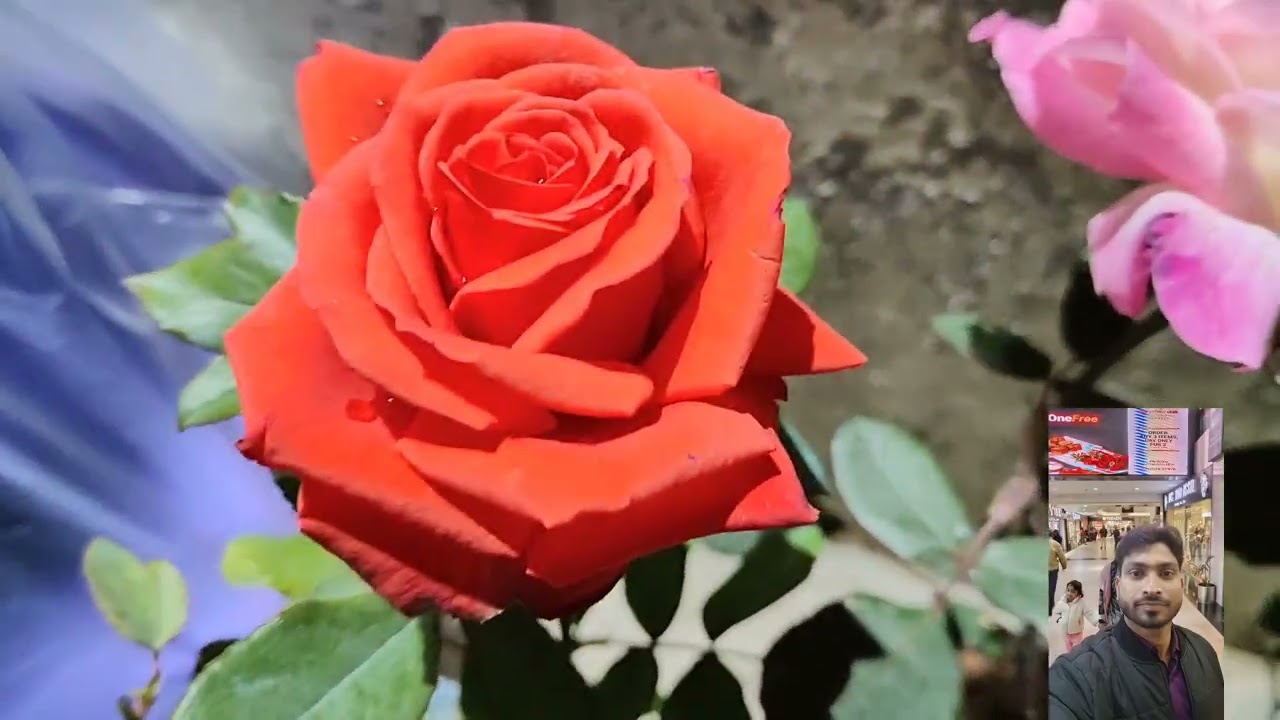 Today’s Garden Shopping 🌹🪴 | New Pots, Rose Plants & Flowers | Home Gardening