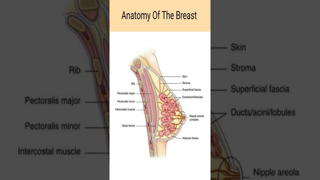 Anatomy of the Human Breast | Human anatomy