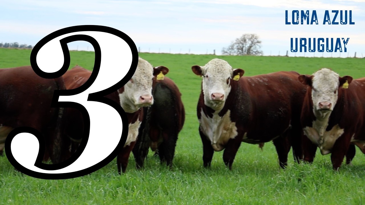 ЛОМА АЗУЛ ( 3 )