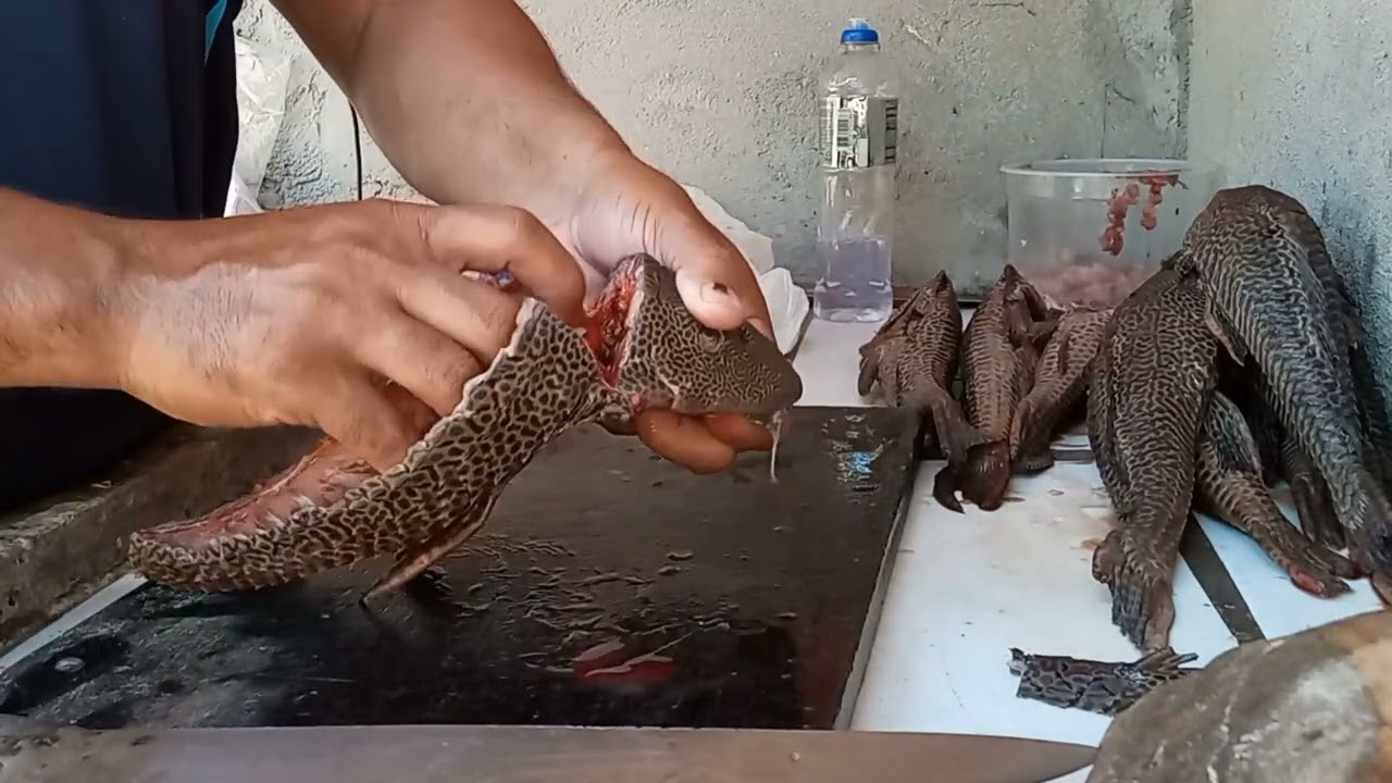 como tirar o filé do cascudo ou bodó confira