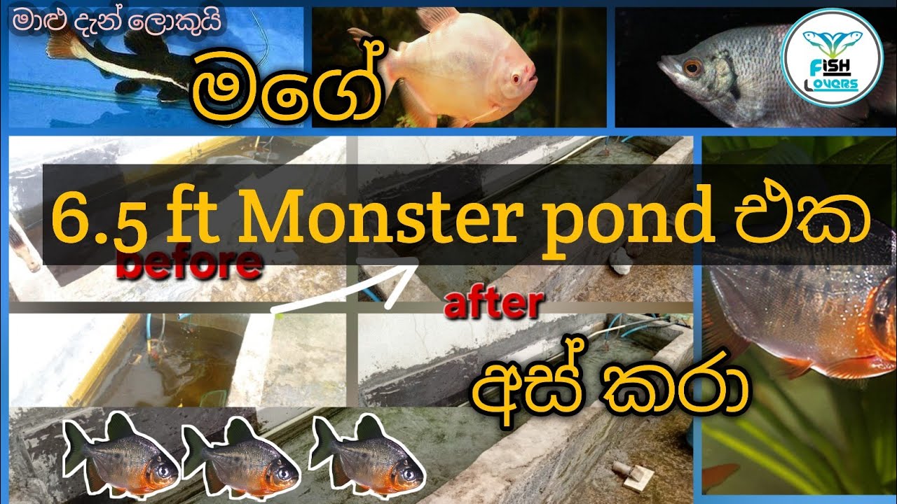 මාස ගානකින් pond එක අස් කරා