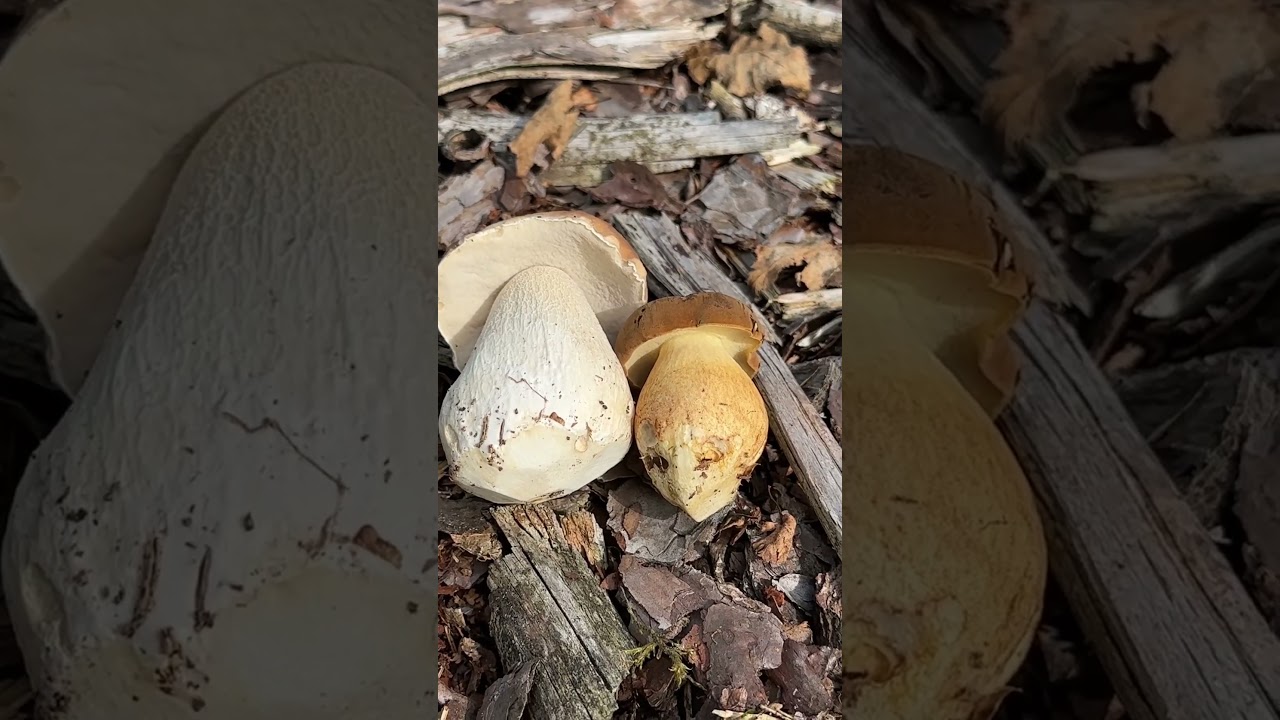 Steinpilz oder Maronenr&ouml;hrling? #pilzesammeln  #steinpilze #maronenr&ouml;hrling