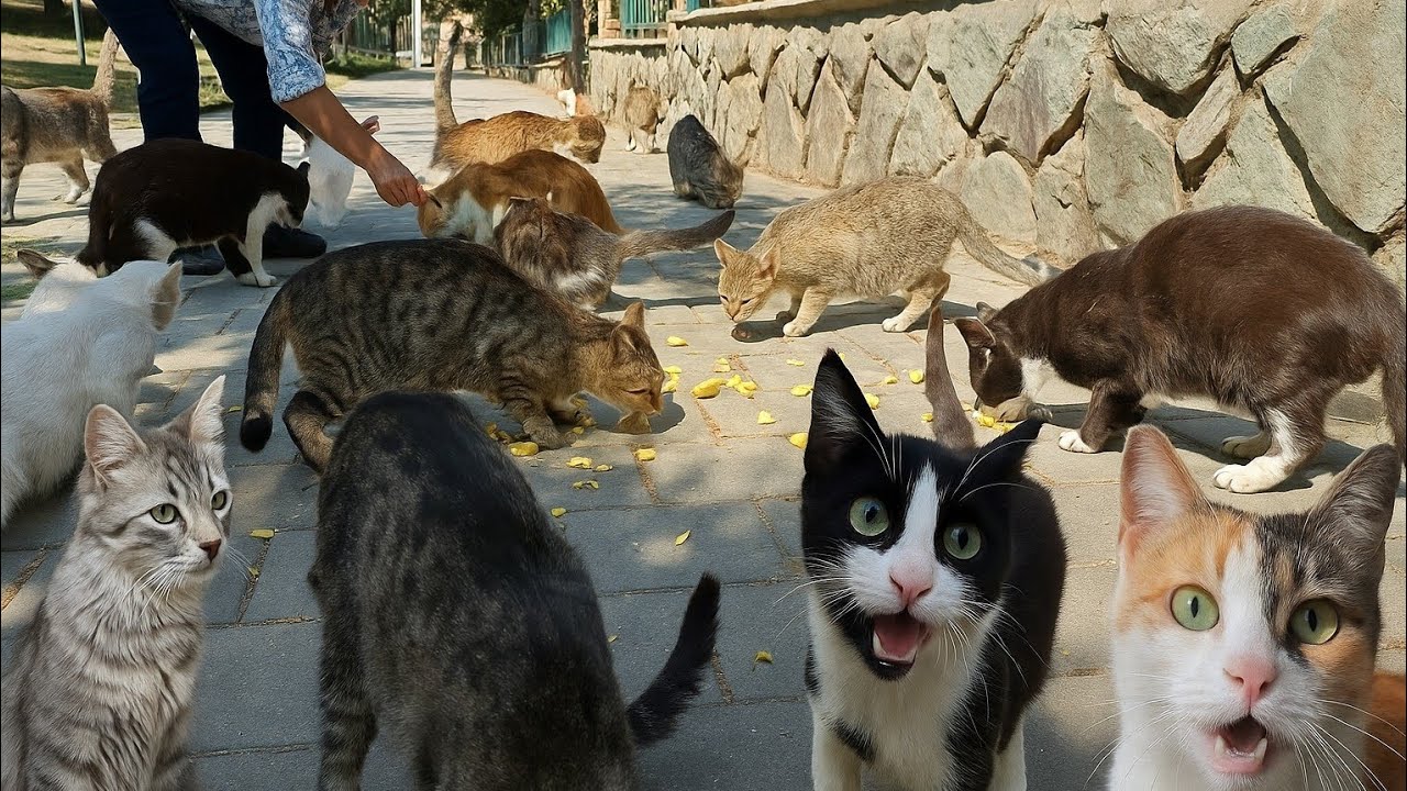 Feeding Frenzy! So Many Stray Cats in One Place
